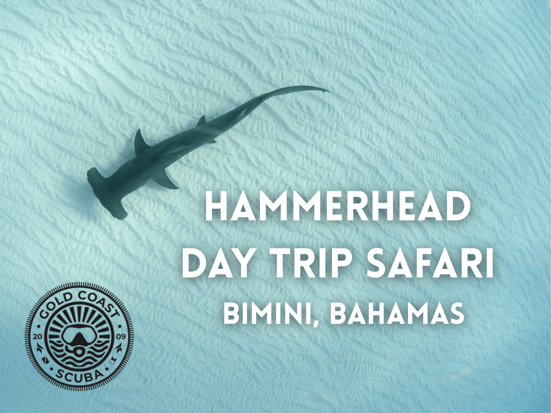 Bimini Hammerhead Daytrip Scuba Package